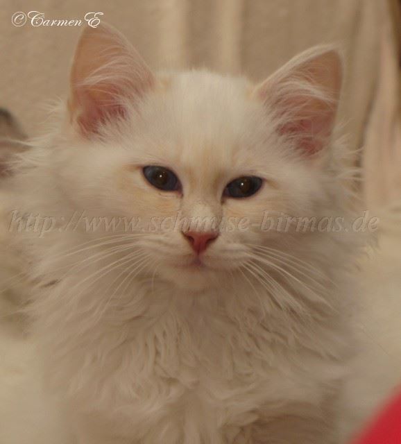 Linus 29.12.2010_1 Gro�e Webansicht