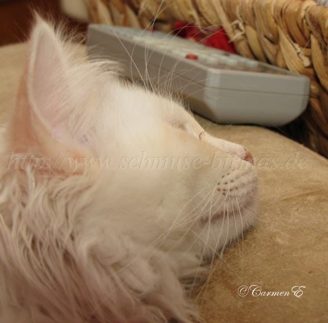 Linus 29.12.2010_5 Gro�e Webansicht