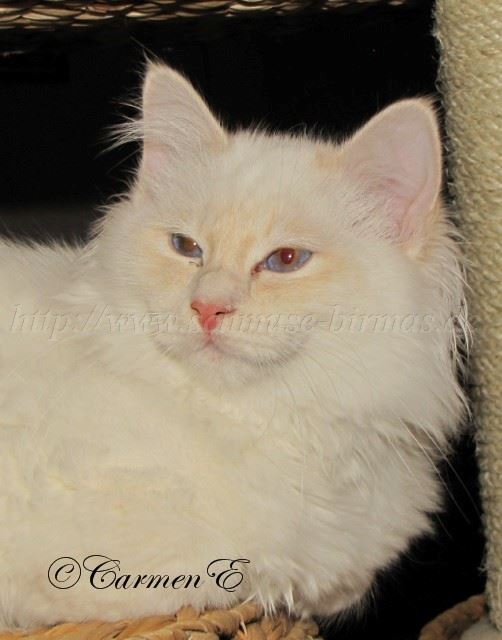 Linus 30.01.2011_0 Gro�e Webansicht