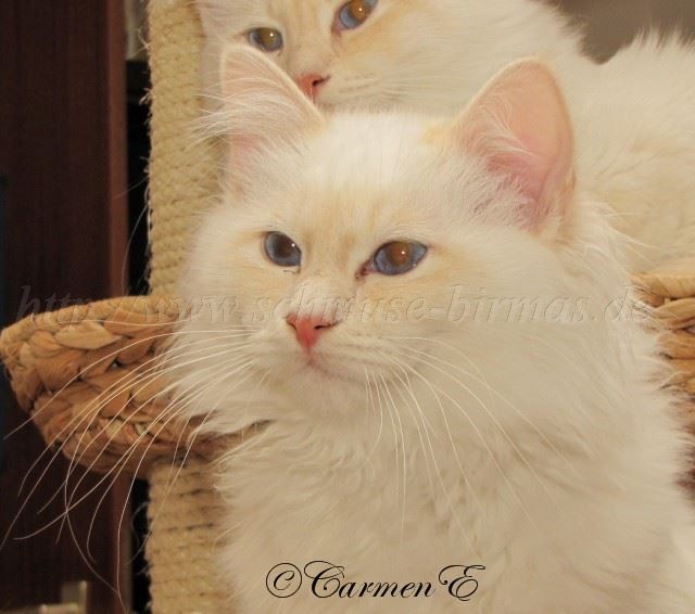 Linus 30.01.2011_1 Gro�e Webansicht