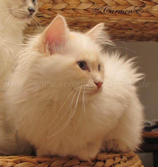 Linus 30.01.2011_2 Gro�e Webansicht