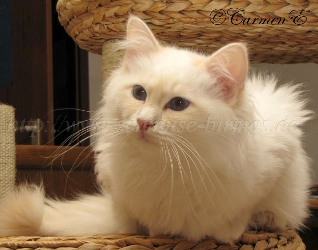 Linus 30.01.2011_3 Gro�e Webansicht