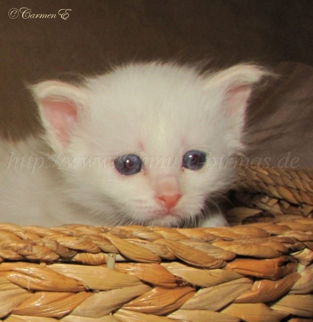 Linus 4Wochen_0 Gro�e Webansicht