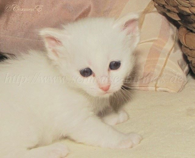 Linus 4Wochen_1 Gro�e Webansicht