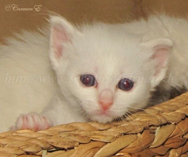 Linus 4Wochen_3 Gro�e Webansicht