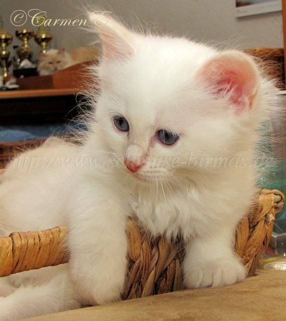 Linus 7Woat_21 Gro�e Webansicht