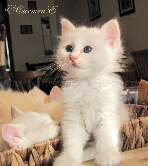 Linus 7Woat_23 Gro�e Webansicht