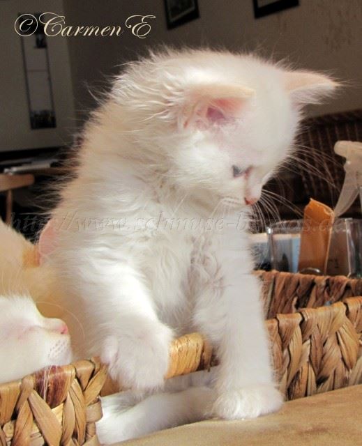 Linus 7Woat_28 Gro�e Webansicht