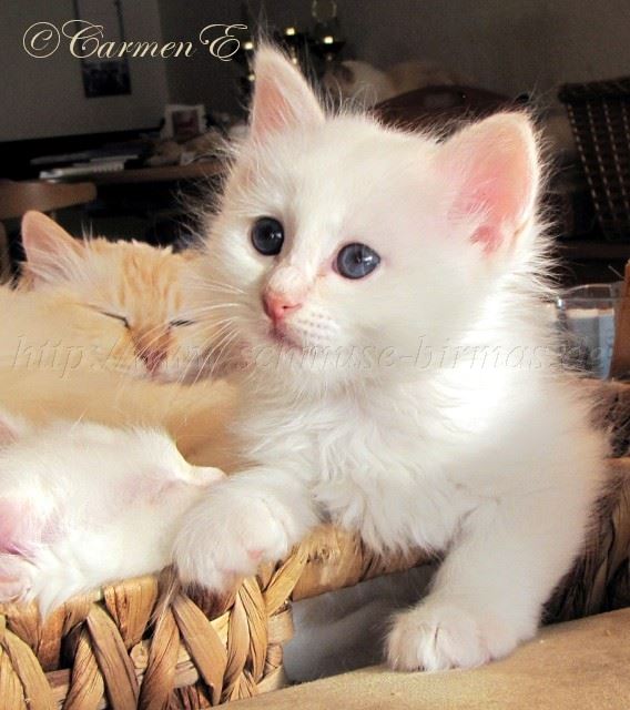 Linus 7Woat_31 Gro�e Webansicht02