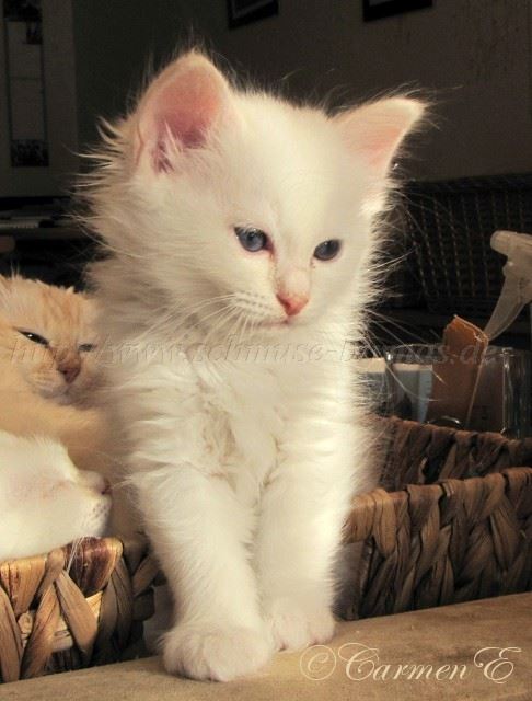 Linus 7Woat_35 Gro�e Webansicht02