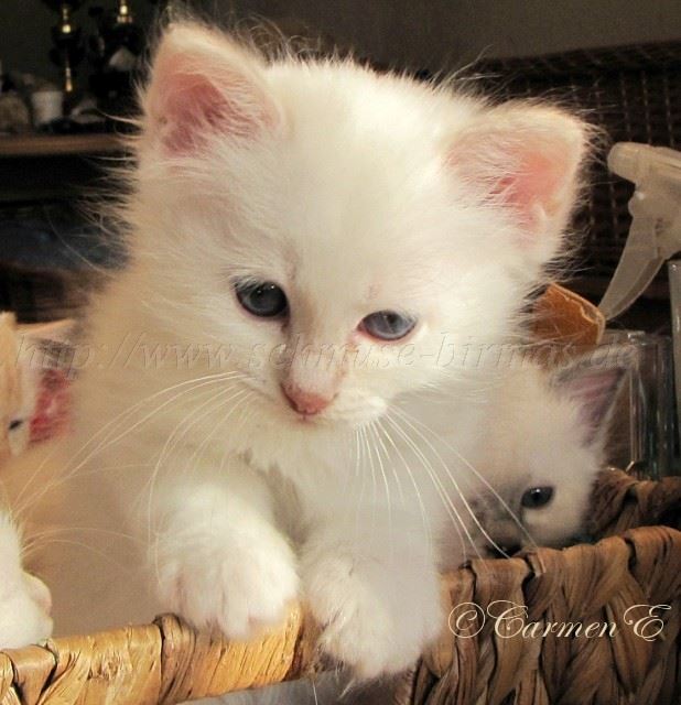 Linus 7Woat_36 Gro�e Webansicht