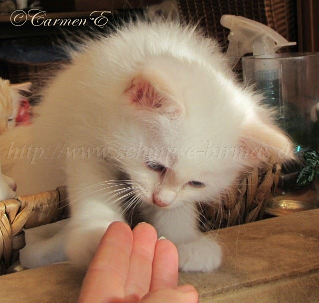 Linus 7Woat_38 Gro�e Webansicht