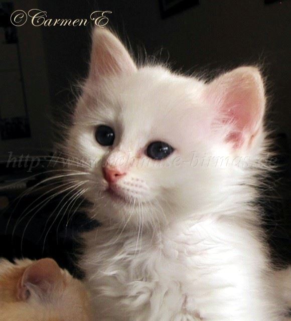 Linus 7Woat_39 Gro�e Webansicht