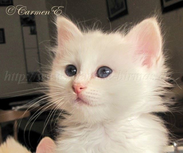 Linus Gro�e Webansicht