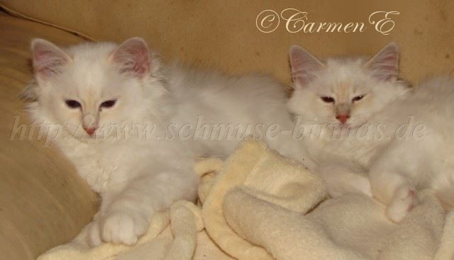 Linus und Lars_0