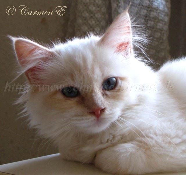 Minou-06.2011_00