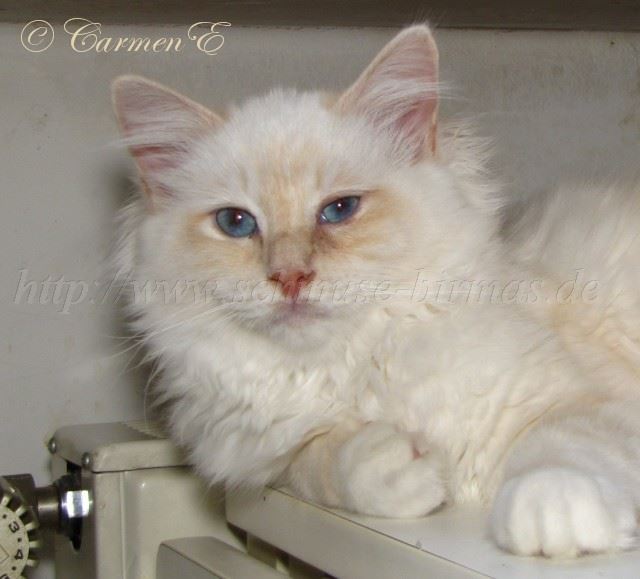Minou-06.2011_06