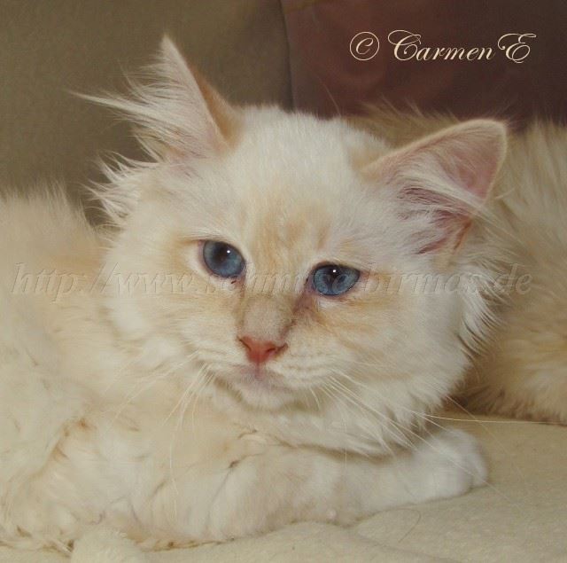 Minou-06.2011_11