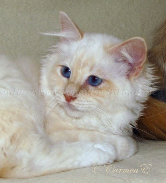Minou-06.2011_13