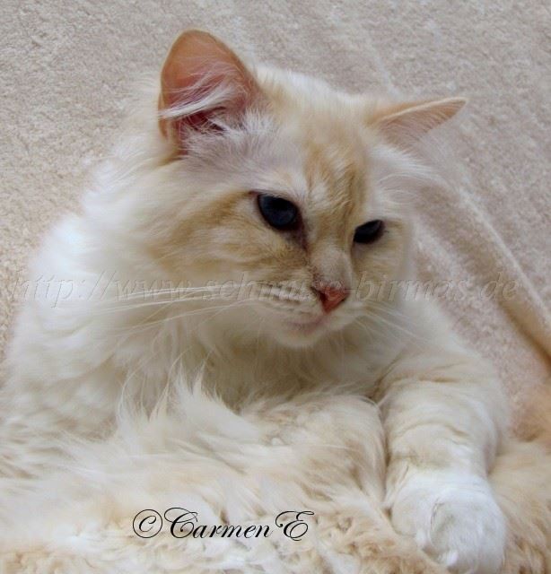 Minou-Juni2012_1