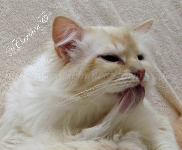 Minou-Juni2012_2