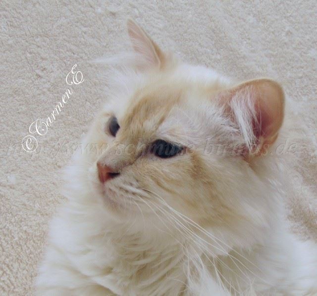 Minou-Juni2012_3