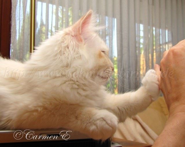Minou14Wochen_01