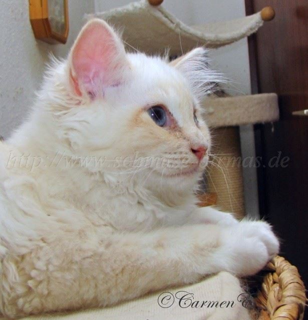 Minou14Wochen_03