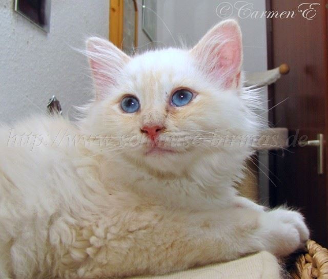 Minou14Wochen_04