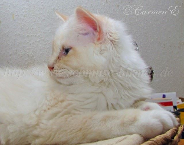 Minou14Wochen_06
