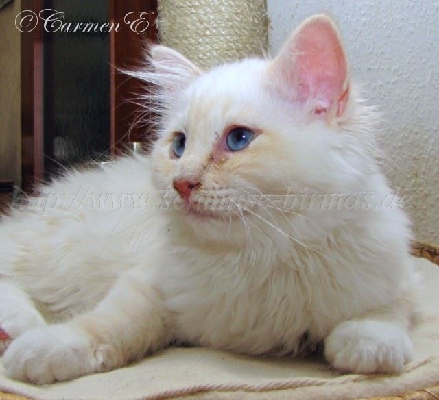 Minou14Wochen_07