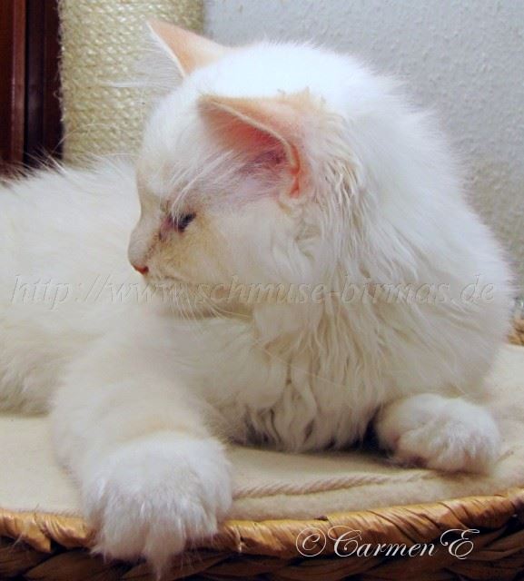 Minou14Wochen_08