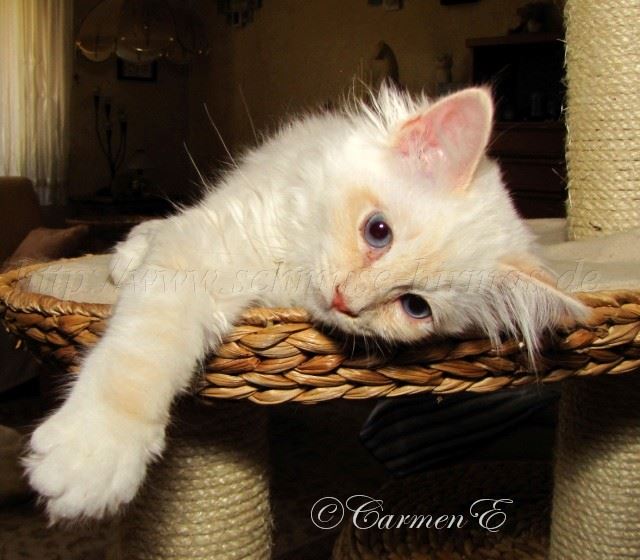 Minou14Wochen_09