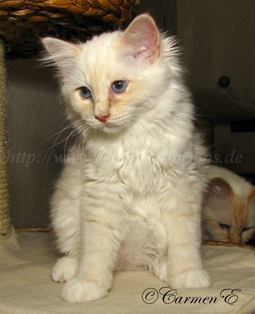 Minou14Wochen_10