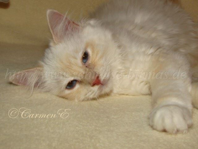 Minou_00 Groe Webansicht