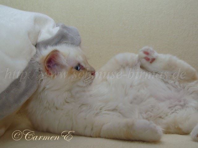 Minou_02 Groe Webansicht