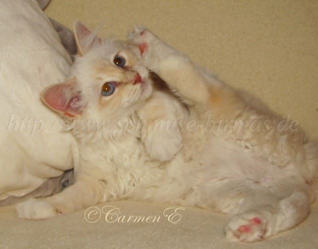 Minou_08 Groe Webansicht