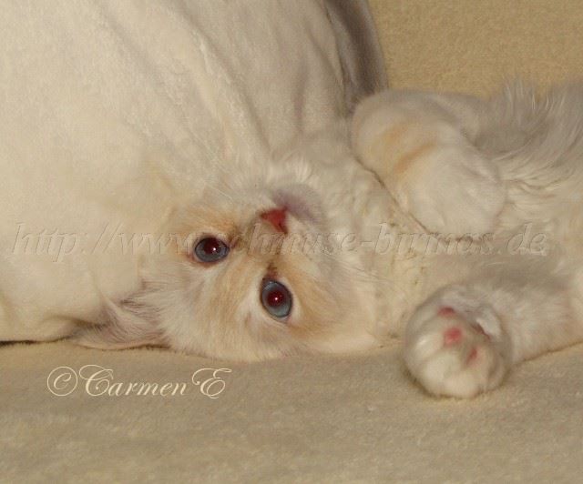 Minou_09 Groe Webansicht