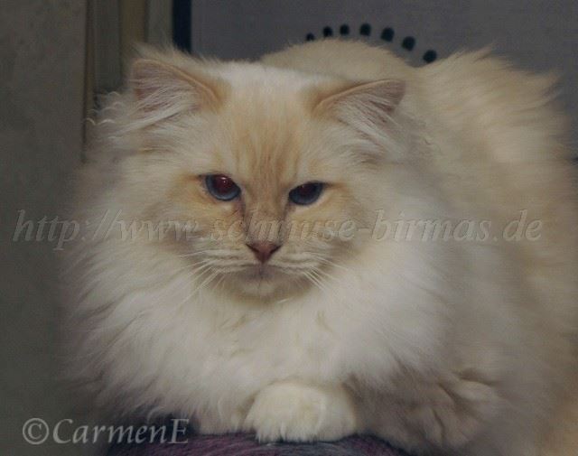 Minou 11.2012_4 Groe Webansicht