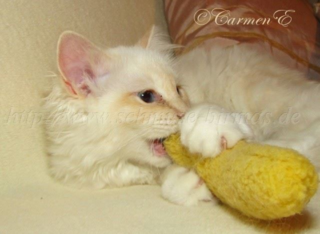 Minou_1 Groe Webansicht