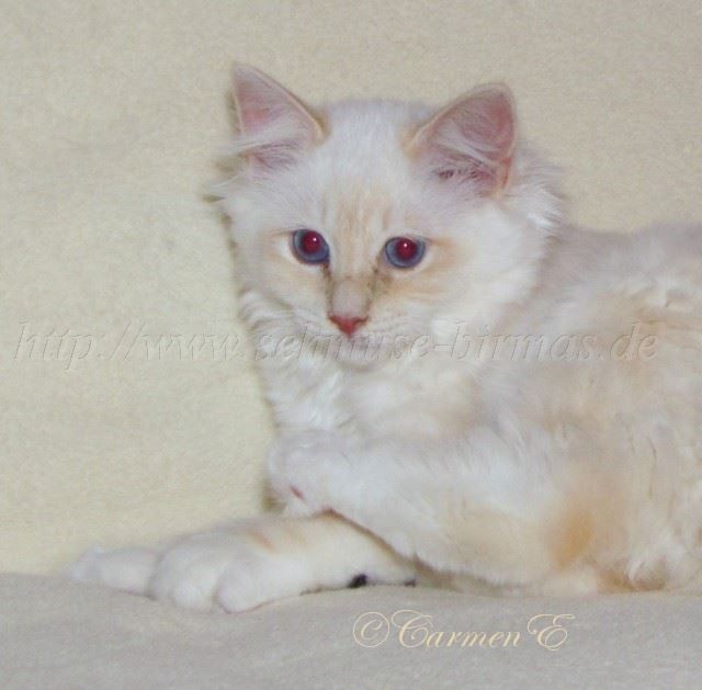 Minou_6 Groe Webansicht