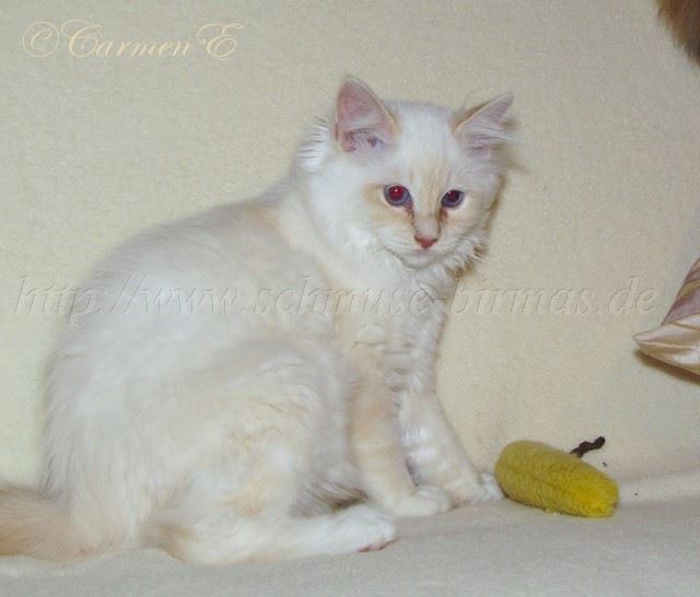 Minou_7 Groe Webansicht