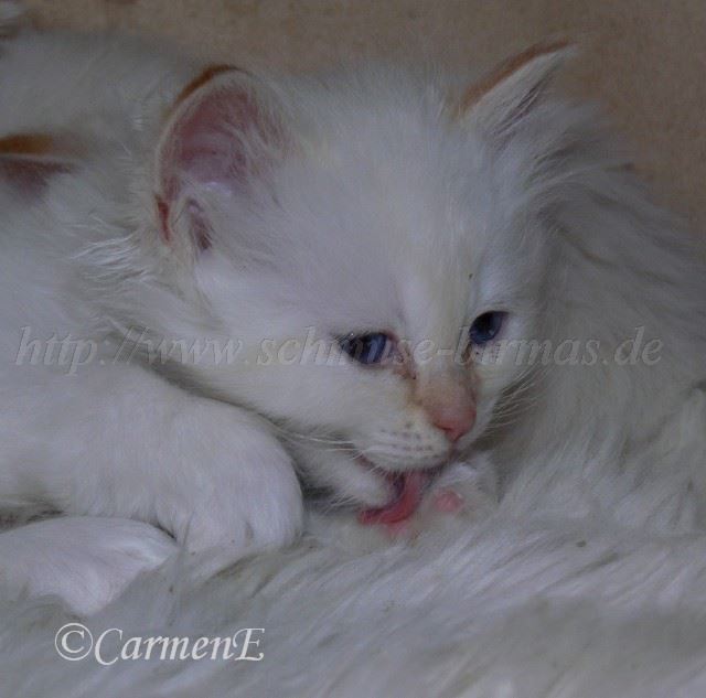 P1180038 Groe Webansicht02