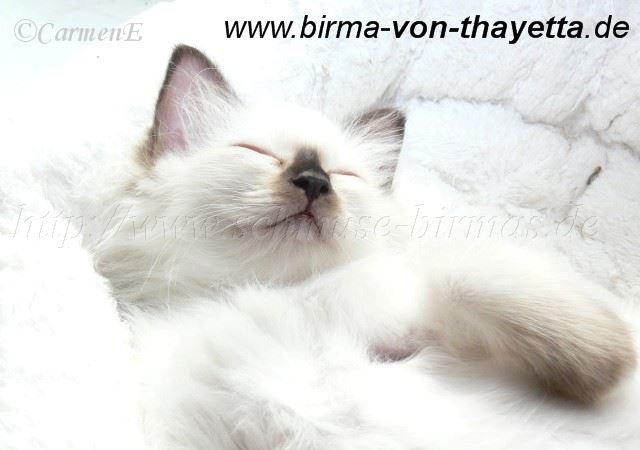 P1220100 Gro�e Webansicht