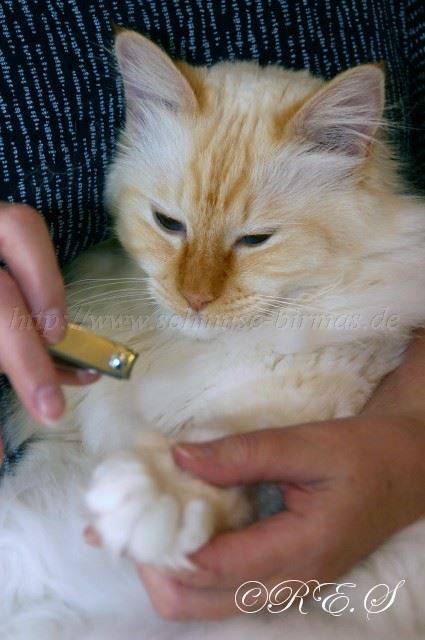 Pedikure Gro�e Webansicht