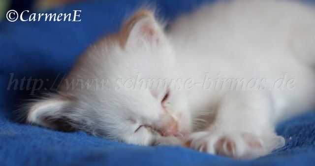 Prinz_053 Groe Webansicht