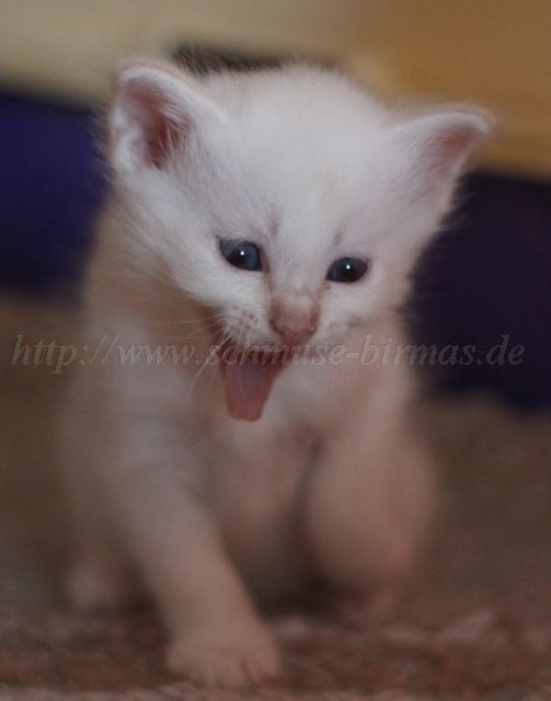 Prinz Charming_05 Groe Webansicht