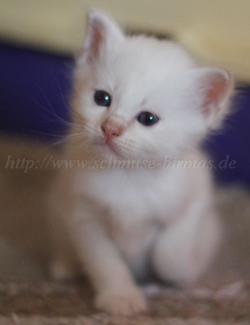 Prinz Charming_06 Groe Webansicht