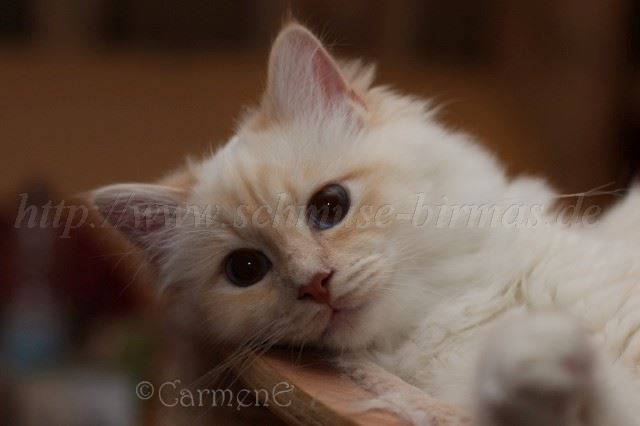 Prinz Charming_25 Groe Webansicht02