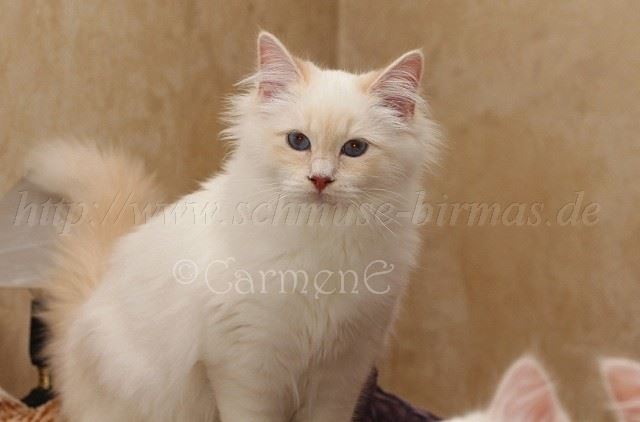 Prinzessin_00 Groe Webansicht02